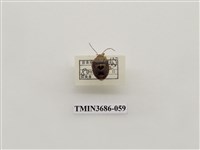 藏品(東北曼椿象)的圖片